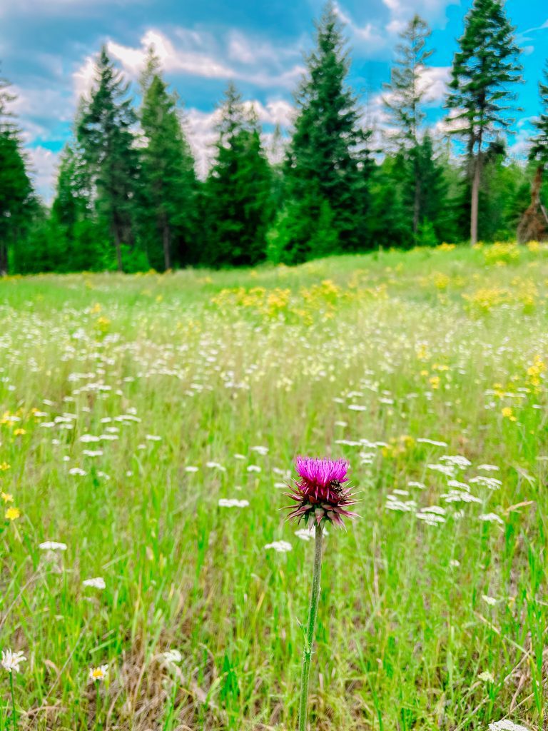 Trail Review: Reservoir Trail in Whitefish, Montana